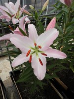 [1813 Marmara No01.JPG]